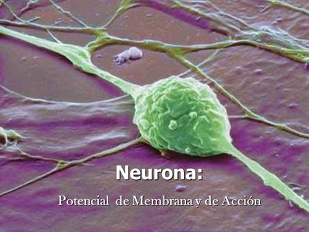 Neurona: Potencial de Membrana y de Acción
