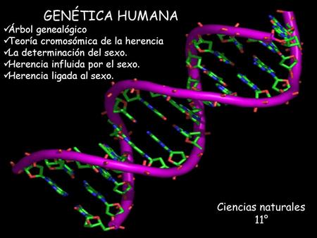 GENÉTICA HUMANA Árbol genealógico Teoría cromosómica de la herencia La determinación del sexo. Herencia influida por el sexo. Herencia ligada al sexo.