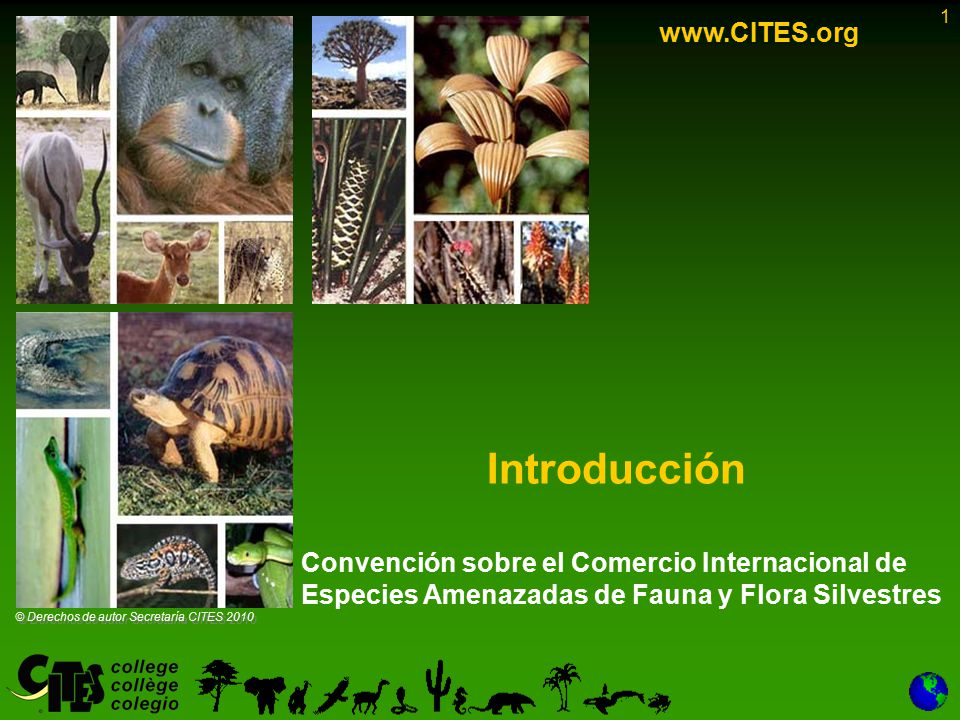1 Introducción Convención sobre el Comercio Internacional de Especies  Amenazadas de Fauna y Flora Silvestres © Derechos de autor Secretaría. -  ppt descargar