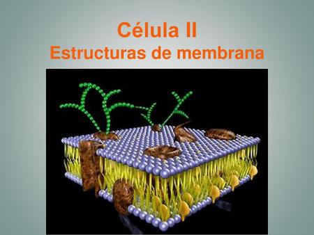 Célula II Estructuras de membrana