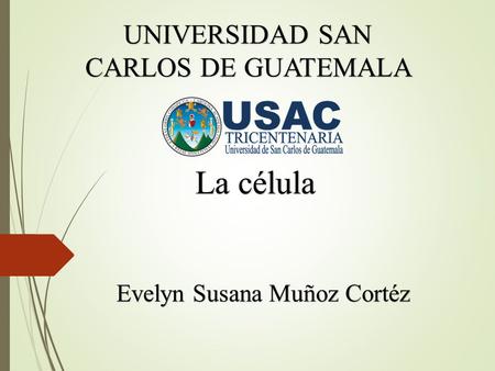 UNIVERSIDAD SAN CARLOS DE GUATEMALA La célula Evelyn Susana Muñoz Cortéz.
