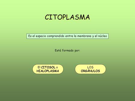 CITOPLASMA CITOPLASMA Es el espacio comprendido entre la membrana y el núcleo Está formado por: El CITOSOL o HIALOPLASMA LOS ORGÁNULOS.