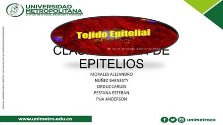 CLASIFICACIÓN DE EPITELIOS 