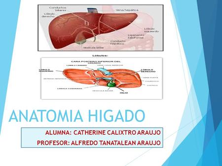 ANATOMIA HIGADO ALUMNA: CATHERINE CALIXTRO ARAUJO PROFESOR: ALFREDO TANATALEAN ARAUJO.