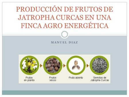 PRODUCCIÓN DE FRUTOS DE JATROPHA CURCAS EN UNA FINCA AGRO ENERGÉTICA.