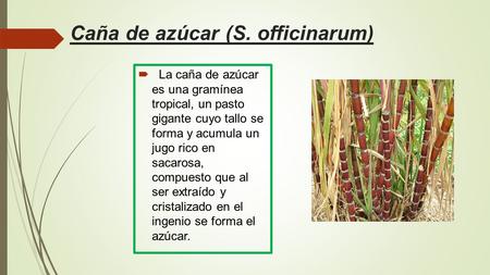 Caña de azúcar (S. officinarum)  La caña de azúcar es una gramínea tropical, un pasto gigante cuyo tallo se forma y acumula un jugo rico en sacarosa,