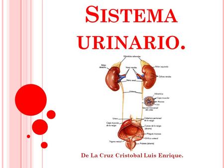 S ISTEMA URINARIO. De La Cruz Cristobal Luis Enrique.