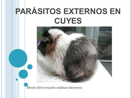 PARÁSITOS EXTERNOS EN CUYES Doris del rosario salinas herrera.