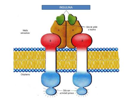 INSULINA. La Insulina se une a las dos subunidades α del receptor de Insulina, ubicados en la cara extracelular de membrana celular. Esta unión produce.