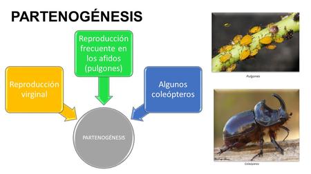 PARTENOGÉNESIS Reproducción virginal Reproducción frecuente en los afidos (pulgones) Algunos coleópteros Pulgones Coleóperos.