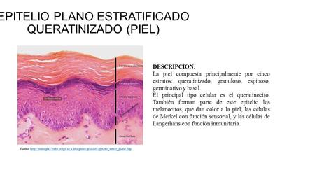 EPITELIO PLANO ESTRATIFICADO QUERATINIZADO (PIEL) DESCRIPCION: La piel compuesta principalmente por cinco estratos: queratinizado, granuloso, espinoso,