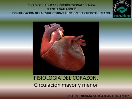 FISIOLOGIA DEL CORAZON. Circulación mayor y menor COLEGIO DE EDUCACION P´ROFESIONAL TECNICA PLANTEL VALLADOLID IDENTIFICACION DE LA ESTRUCTURA Y FUNCION.