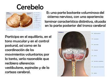 Cerebelo Es una parte bastante voluminosa del sistema nervioso, con una apariencia laminar característica distintiva, situada en la parte posterior del.