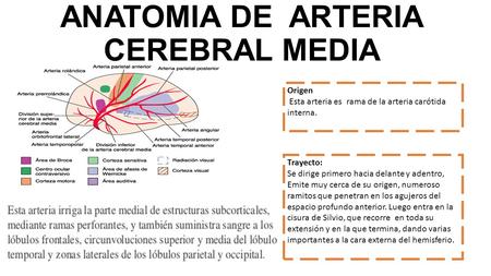ANATOMIA DE ARTERIA CEREBRAL MEDIA Origen Esta arteria es rama de la arteria carótida interna. Trayecto: Se dirige primero hacia delante y adentro, Emite.