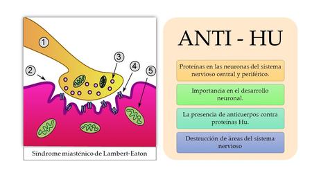 Síndrome miasténico de Lambert-Eaton ANTI - HU Proteínas en las neuronas del sistema nervioso central y periférico. Importancia en el desarrollo neuronal.