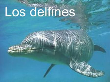 Los delfines. ¿Que sabemos de los delfines? Son peces Son los más rápidos Son muy buenos TIENEN ALETAS y ESCAMAS RESPIRAN POR UN AGUJERO Se pelean con.