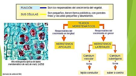 TEORÍA DE LOS HISTÓGENOS Teoría que sostiene que el origen de los tejidos en un tallo está determinado por tres capas de células iniciales presentes.