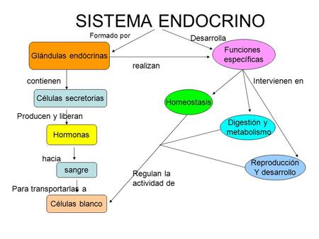SISTEMA ENDOCRINO Glándulas endócrinas Células secretorias Hormonas sangre Células blanco Funciones específicas Homeostasis Digestión y metabolismo Reproducción.
