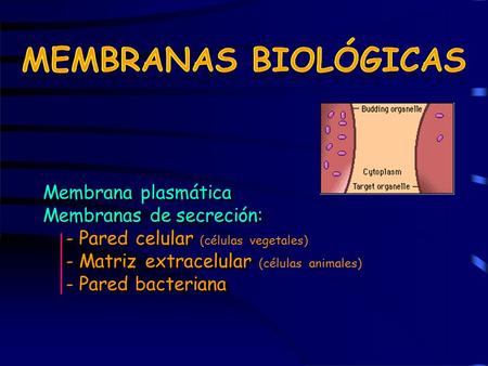 Membrana plasmática Membranas de secreción: -Pared celular (célulasvegetales) -Matriz extracelular (célulasanimales) -Pared bacteriana.