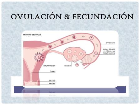 OVULACIÓN & FECUNDACIÓN. ¿QUÉ ES LA OVULACIÓN? Liberación mensual de un ovulo por uno de los ovarios, el cual entra en la trompa de Falopio.