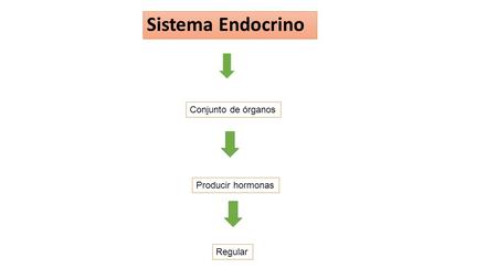 Sistema Endocrino Conjunto de órganos Producir hormonas Regular.