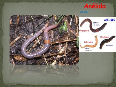 Animal CategoríaCategoría: Filo Clasificación superiorClasificación superior: Lophotrochozoa Lophotrochozoa Clasificaciones inferioresClasificaciones inferiores:
