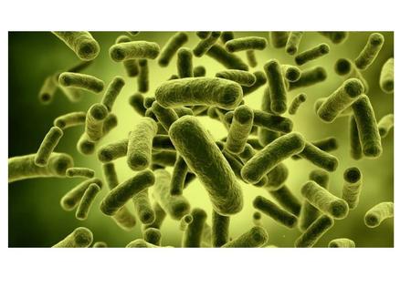 Los microorganismos son aquellos seres vivos más diminutos que únicamente pueden ser apreciados a través de un microscopio. En este extenso grupo podemos.