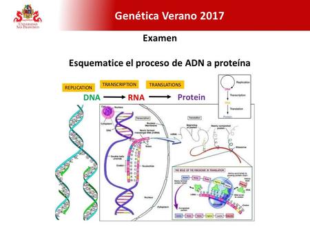 Genética Verano 2017 Examen Esquematice el proceso de ADN a proteína.