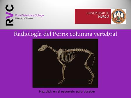Radiología del Perro: columna vertebral Haz click en el esqueleto para acceder.