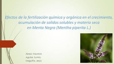 Abad, Mauricio Aguilar, Sumiry Maguiña, Jesús Efectos de la fertilización química y orgánica en el crecimiento, acumulación de solidos solubles y materia.