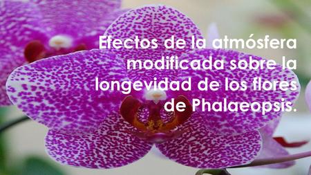 Efectos de la atmósfera modificada sobre la longevidad de los flores de Phalaeopsis.