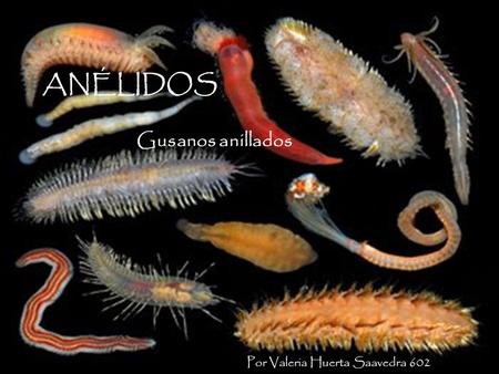 ANÉLIDOS Gusanos anillados Por Valeria Huerta Saavedra 602.