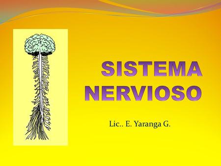 Lic.. E. Yaranga G. EL SISTEMA NERVIOSO El sistema nervioso es el conjunto de células encargadas de recibir algún tipo de estímulos, para interpretarlo.