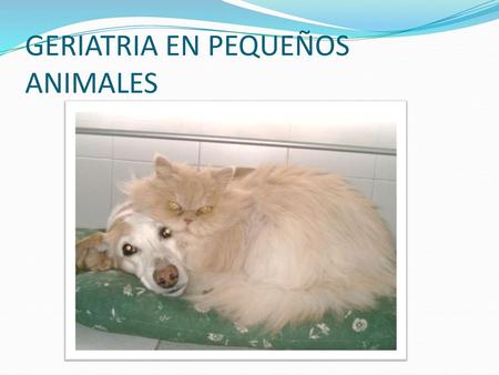 GERIATRIA EN PEQUEÑOS ANIMALES