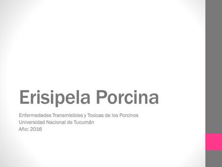Erisipela Porcina Enfermedades Transmisibles y Toxicas de los Porcinos