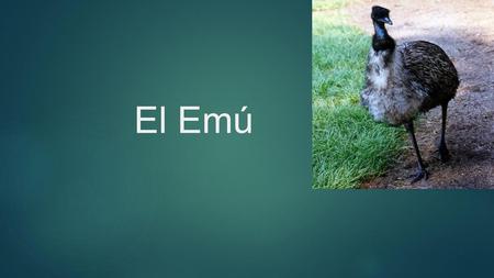 El Emú.