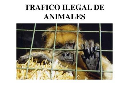 TRAFICO ILEGAL DE ANIMALES