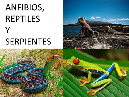 ANFIBIOS, REPTILES Y SERPIENTES