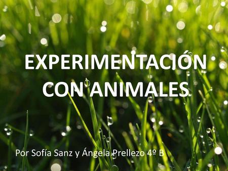EXPERIMENTACIÓN CON ANIMALES