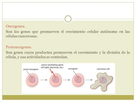 Oncogenes. Son los genes que promueven el crecimiento celular autónomo en las células cancerosas. Protoncogenes. Son genes cuyos productos promueven el.