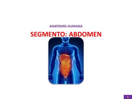 ANATOMÍA HUMANA SEGMENTO: ABDOMEN 1. 2 LÍMITES INTERNOS DE LA CAVIDAD ABDOMINAL SuperiorCúpula diafragmática T 12 Inferior Estrecho superior de la pelvis.
