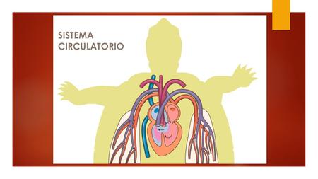 Sistema Circulatorio El sistema circulatorio transporta los gases entre los puntos en que se produce la respiración externa y la interna. Gracias a el.