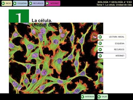 BIOLOGÍA Y GEOLOGÍA 4.º ESO Tema 1: La célula. Unidad de vida INICIOESQUEMARECURSOSINTERNET SALIRANTERIORLECTURA INICIAL ESQUEMA RECURSOS INTERNET La célula.