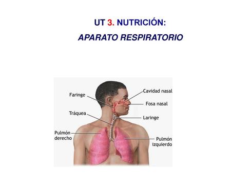UT 3. NUTRICIÓN: APARATO RESPIRATORIO