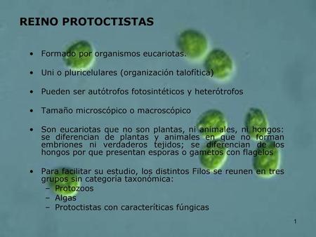 REINO PROTOCTISTAS Formado por organismos eucariotas.