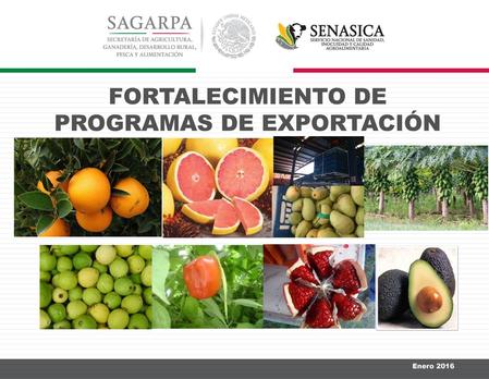 FORTALECIMIENTO DE PROGRAMAS DE EXPORTACIÓN