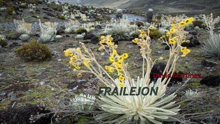 David Martínez. FRAILEJON.
