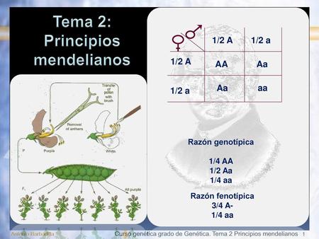 Principios mendelianos