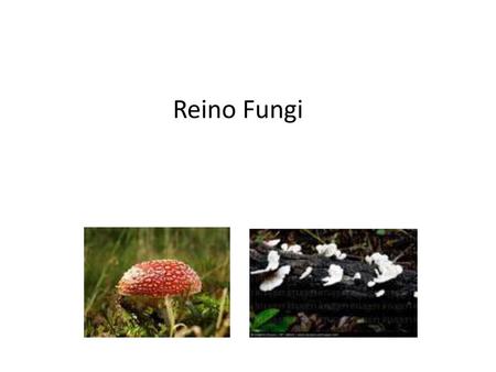 Reino Fungi.