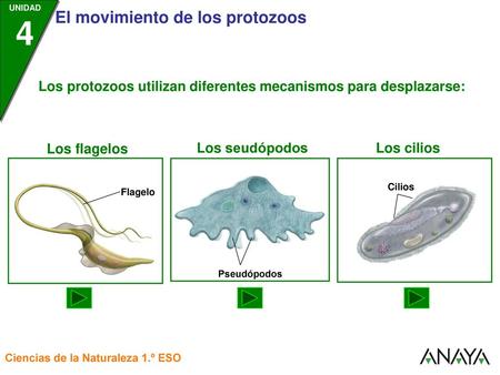 Los protozoos utilizan diferentes mecanismos para desplazarse:
